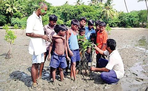 மரம் வளர்ப்புத் திட்டங்கள் ஏன் தோல்வியடைகின்றன?