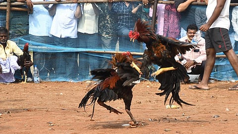 பந்தய சேவல்கள் வாங்க தாய்லாந்து நாட்டினர் வருகை