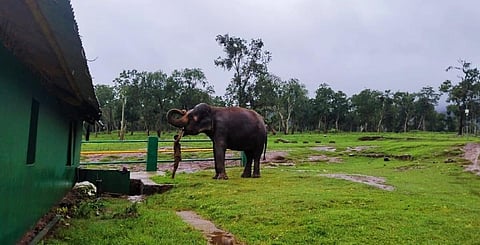 முதுமலைக்கு குடியரசுத் தலைவர் வருகை: யானைகள் முகாம் தற்காலிக மூடல்
