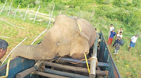 பொள்ளாச்சி அருகே பயிர்களை சேதப்படுத்தியதால் மயக்க ஊசி செலுத்தி பிடிக்கப்பட்ட மக்னா யானை