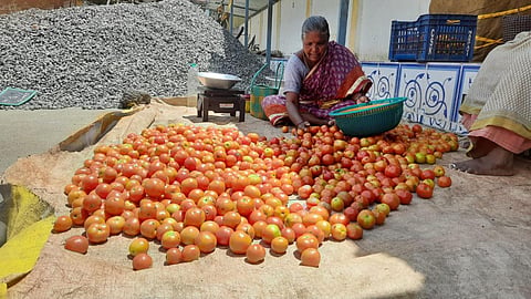 திருவண்ணாமலை உழவர் சந்தையில் வாங்குவதற்கு யாரும் வராததால் வெறிச்சோடி கிடக்கும் தக்காளி விற்பனை கடை. | இரா.தினேஷ்குமார்.