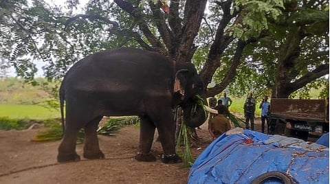 தருமபுரி | ''விளைநிலத்தில் யானைகள் நுழைந்தால்''... - வனத்துறையினரை மிரட்டிய 8 பேர் மீது வழக்கு பதிவு