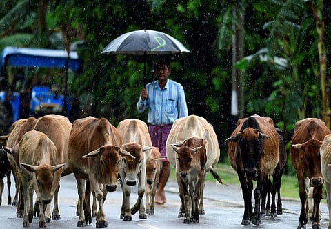 பசு தேசிய விலங்காக அறிவிக்கப்படுமா? - பாஜக எம்.பி.யின் கேள்விக்கு மத்திய அமைச்சர் விளக்கம்