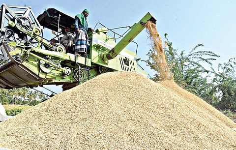 ஈரோட்டில் இயந்திரம் மூலம் நடக்கும் நெல் அறுவடைப் பணி