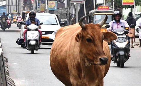 சொன்னபடி கேளு... மக்கர் பண்ணாதே... சாலைகளில் தறிகெட்டு அலையும் தலைநகர் மாடுகள்: 2017 விதிகள் மீண்டும் அமலாகுமா?