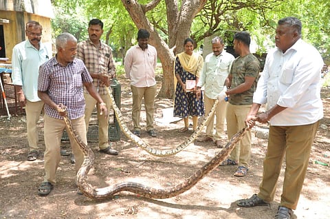கிருஷ்ணகிரி சுற்றுவட்டாரங்களில் கடந்த 10 நாட்களில்  பிடிப்பட்ட  8 மலைப்பாம்புகளை, வனத்துறையினர் மீட்பு காப்புக்காட்டில் விடுவித்தனர்.