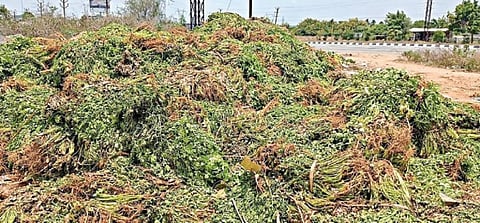உரிய விலையும், விற்பனையும் இல்லாததால், சூளகிரி பகுதியில் சாலையோரம் கொட்டப்பட்டுள்ள கொத்தமல்லி கட்டுகள்.