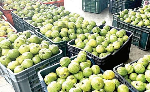 கேரள வியாபாரிகள் வராததால் ஆயக்குடியில் கொய்யா விலை வீழ்ச்சி: கிலோ ரூ.13-க்கு விற்பனை