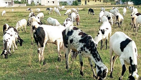 மதுரை சிக்கந்தர்சாவடி அருகே மிளகரணை பகுதியில் நிலங்களில் மேயும் செம்மறியாடுகள்