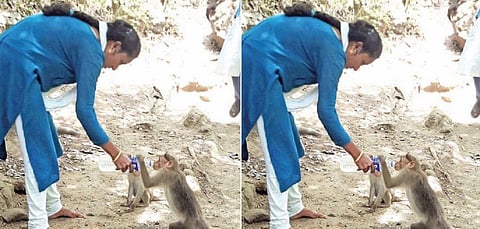 சதுரகிரி மலைப் பாதையில் பக்தர் கொடுக்கும் பாட்டில் நீரை அருந்தும் குரங்கு