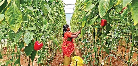 ஓசூர் அருகே பைரமங்கலத்தில் உள்ள பசுமைக் குடிலில் குடைமிளகாய் அறுவடை செய்யும் பணியில் ஈடுபட்டுள்ள பெண்.