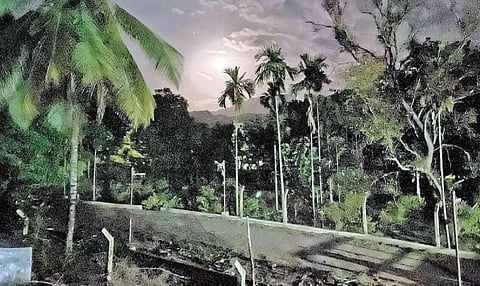 படம்: ஆ.நல்லசிவன்