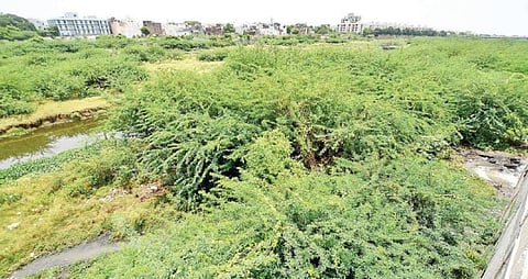 சீமை கருவேல மரங்களால் அடையாளத்தை இழக்கும் வைகை ஆறு!