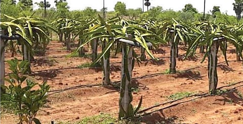 சிவகங்கையில் டிராகன் பழ சாகுபடியில் அசத்தும் ஓய்வுபெற்ற அதிகாரி!