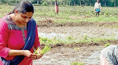 இயற்கை விவசாயத்துக்காக அமெரிக்காவில் இருந்து மதுரை திரும்பிய பெண்!
