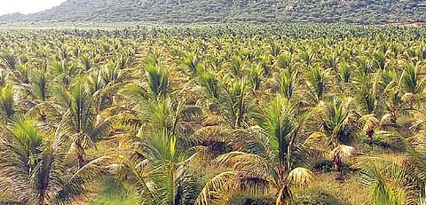 உடுமலை அருகே திருமூர்த்தி நகரில் தென்னை வளர்ச்சி வாரியத்துக்கு சொந்தமான ஆராய் ச்சி மை யத்தில் உள்ள தென்னை மரங்கள்.