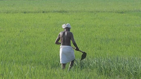 மாற்றுப் பயிருக்கு மாற வேண்டும்