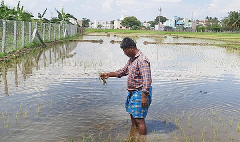 தருமபுரி அடுத்த பிடமனேரி பகுதியில் ஏரி நிரம்பி வெளியேறிய உபரி நீர் வயலில் நுழைந்ததால் ஏற்பட்ட பயிர்ச் சேதத்தை பார்வையிடும் விவசாயி.