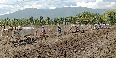 பழநி அருகே கோம்பைப்பட்டியில் பாரம்பரிய முறையில் மாடுகளை பூட்டி உழவுப் பணி மேற்கொண்ட விவசாயிகள்