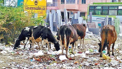 பாச்சல் ஊராட்சி வள்ளலார் நகரில் குப்பை கொட்டப்பட்டுள்ள கழிவுகளை உண்ணும் மாடுகள்.
