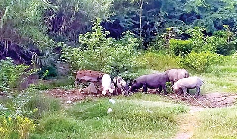 ஆம்பூர் பாலாற்று பகுதியில் சுற்றித்திறியும் பன்றிக்கூட்டம். ஆம்பூர் பாலாற்று பகுதியில் சுற்றித்திறியும் பன்றிக்கூட்டம்.﻿﻿