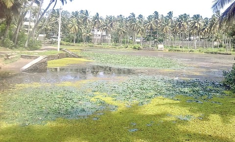 கன்னியாகுமரி மாவட்டத்தில் நீண்ட காலமாக  தூர் வாராததால் நீர்தாவரங்கள்  வளர்ந்து ஆக்கிரமித்துள்ள கடப்பாண்டிகுளம்.