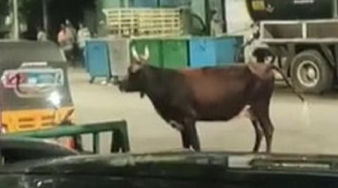 சென்னை | மாடு முட்டி 6 பேர் காயம்: உரிமையாளர் மீது மாநகராட்சி புகார்