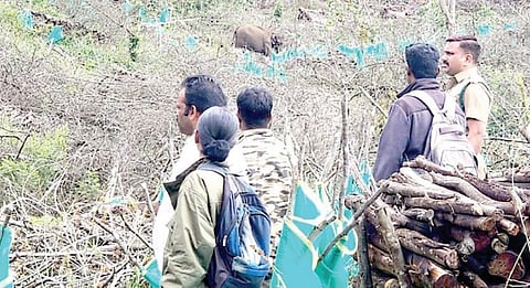 கொடைக்கானல் பேரிஜம் ஏரிப் பகுதியில் முகாமிட்டுள்ள ஒற்றை காட்டு யானையை கண்காணித்த வனத்துறையினர்.