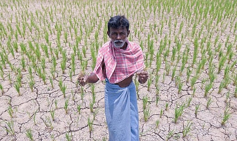 தஞ்சாவூர் அருகே திருப்பூந்துருத்தி பகுதியில் தண்ணீர் இல்லாமல் காய்ந்து வரும் குறுவை நெற்பயிரைக் காட்டும் விவசாயி.