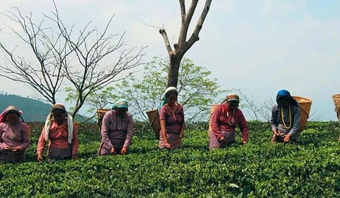 தேயிலை தோட்ட தொழிலாளர்களுக்கு 8.33% போனஸ் வழங்க முடிவு