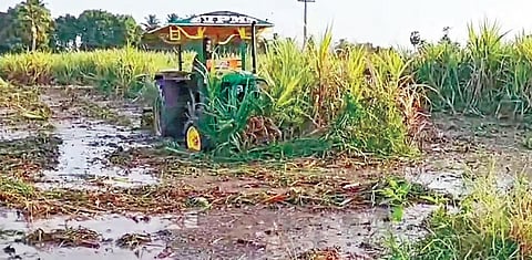 சேத்தியாத்தோப்பு அருகே மேல் வளையமாதேவி கிராமத்தில் மஞ்சள் நோய் தாக்கிய  கரும்பு வயல் டிராக்டரால் அழிக்கப்படுகிறது.