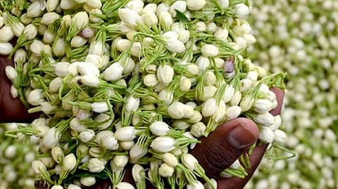 தொடர் மழை, பூச்சித் தாக்குதலால் மல்லிகைப்பூ மகசூல் 80% பாதிப்பு: கிருஷ்ணகிரி விவசாயிகள் வேதனை