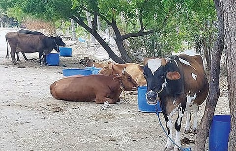 தமிழகத்தில் கால்நடைகளுக்கு கோமாரி தடுப்பூசி எப்போது? - வாழ்வாதாரம் பாதிக்கப்படும் அபாயத்தில் விவசாயிகள்