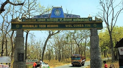 முதுமலையில் சூழல் சுற்றுலா முன்பதிவுக்கு பிரத்யேக இணையதளம் தொடக்கம்