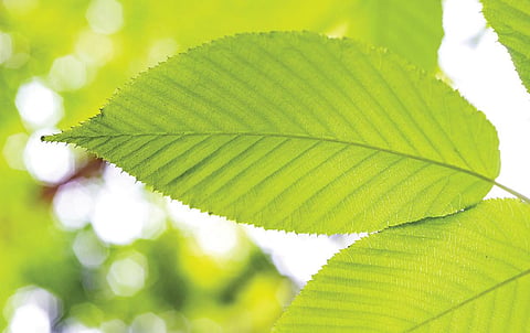 கண்முன் தெரிவதே கடவுள் - 19: உயிர், உணர்வாகும்போது எப்படி வெளிப்படும்?