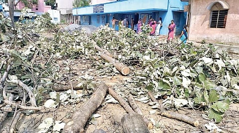 மரங்கள் வெட்டி கடத்தப்பட்டதாக வட்டார கல்வி அலுவலர் சித்ராவிடம், பொதுமக்கள் புகார் மனு அளித்தனர்.﻿﻿