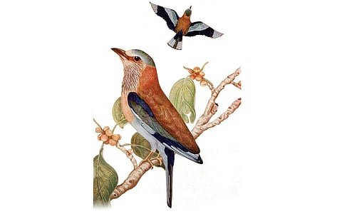 இங்லிஸின் பனங்காடை ஓவியம்