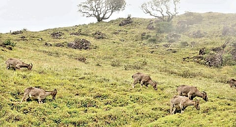 மேற்கு தொடர்ச்சி மலையில் காணப்படும் நீலகிரி வரையாடுகள்.