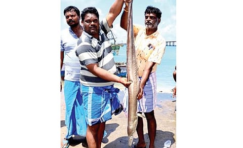 பாம்பன் மீனவர்  வலையில் பிடிபட்ட விலாங்கு மீன்.