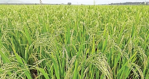 உத்தமபாளையம் புறவழிச் சாலையில் அறுவடைப் பருவத்தை எட்டியுள்ள நெற்கதிர்கள்.