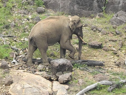 அரிக்கொம்பனை சேட்டிலைட் ரேடியோ வழியாக கண்காணிக்க கோரிய மனு தள்ளுபடி