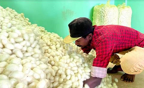 பிரீமியக் கட்டணம் உயர்த்தப்பட்டபோதும் காப்பீடு இழப்பீட்டு தொகை அதிகரிக்கவில்லை: தமிழக பட்டு விவசாயிகள் வேதனை