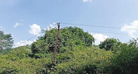 அஞ்செட்டியிலிருந்து உரிகம் செல்லும் வனப்பகுதியில்  மின் கம்பங்களுக்கு இடையில் தாழ்வாகச் செல்லும் மின் வயர்