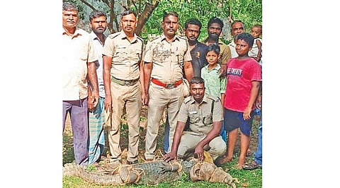 இளநாங்கூரில் வீட்டு தோட்டத் தில் புகுந்த முதலையை வனத்துறையினர் பிடித்தனர்.