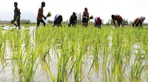 திருவள்ளூர் | சம்பா பருவத்தில் நெற்பயிர் நடவு செய்யும் பணிகள் தீவிரம்: இலக்கைவிட கூடுதலாக 2,500 ஏக்கர் சாகுபடி நடைபெற வாய்ப்பு
