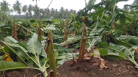 பரமத்தி வேலூர் அருகே வெட்டி சாய்க்கப்பட்ட வாழை மரங்கள்