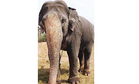தெப்பக்காடு முகாமில் ‘மக்னா’ யானை மூர்த்தி உயிரிழப்பு