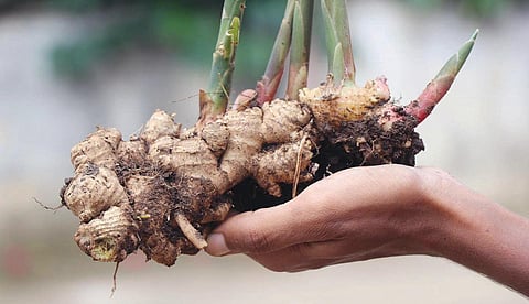 ஆனைமலையை அடுத்த ரமண முதலி புதூரில் பழைய ஆயக்கட்டில் சாகுபடி செய்யப்பட்டுள்ள  இஞ்சி பயிர்.