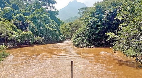 புளியஞ்சோலையில் வெள்ளப் பெருக்கு: சுற்றுலா பயணிகளுக்கு வனத் துறை தடை
