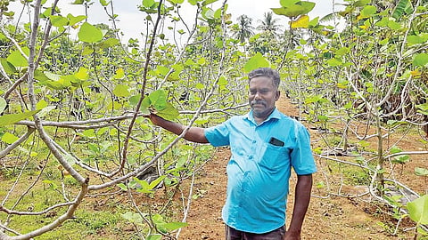 இயற்கை விவசாயத்தில் அத்திப்பழம் சாகுபடி: அசத்தும் இடையமேலூர் விவசாயி!